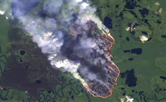 心痛!偷能量種的樹都不夠亞馬遜的大火...